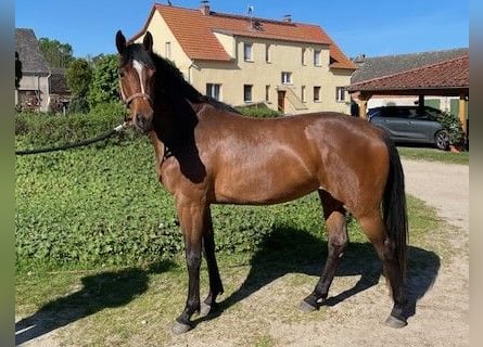 German Sport Horse, Mare, 3 years, 15.3 hh, Brown