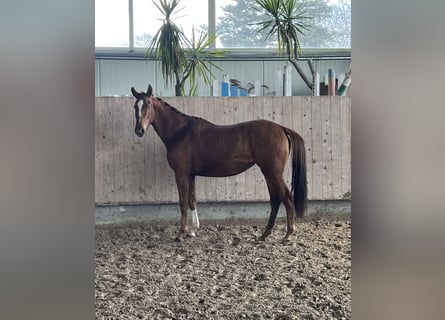 German Sport Horse, Mare, 3 years, 15 hh, Chestnut-Red