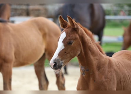 German Sport Horse, Mare, 3 years, 15,1 hh, Chestnut-Red