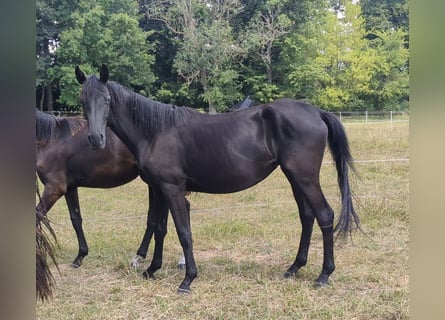 German Sport Horse, Mare, 3 years, 15,2 hh, Black