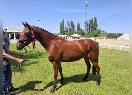 German Sport Horse, Mare, 3 years, 15,3 hh, Brown