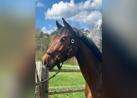 German Sport Horse, Mare, 3 years, 16.1 hh, Brown