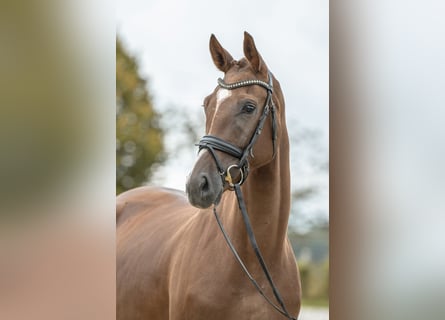 Deutsches Sportpferd, Stute, 3 Jahre, 16,1 hh, Dunkelfuchs