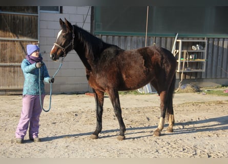German Sport Horse, Mare, 3 years, 16.2 hh, Bay-Dark