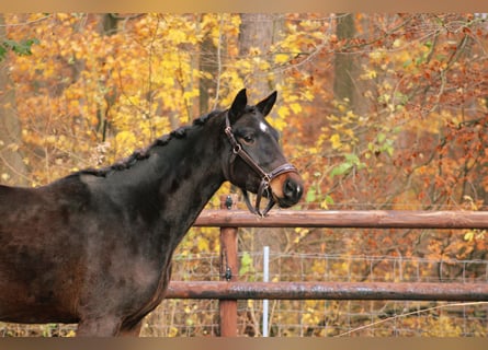 German Sport Horse, Mare, 3 years, 16 hh, Bay-Dark