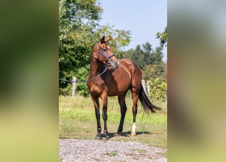 German Sport Horse, Mare, 3 years, 16 hh, Bay-Dark