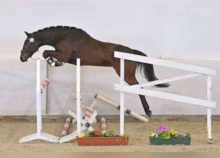 German Sport Horse, Mare, 3 years, 16 hh, Bay-Dark
