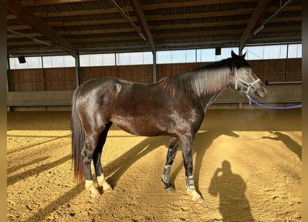 German Sport Horse, Mare, 3 years, 16 hh, Black