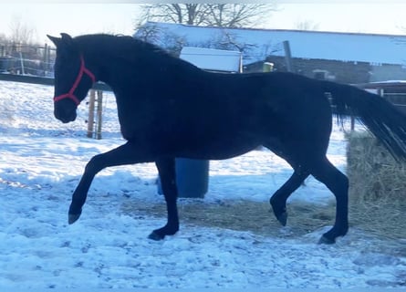 German Sport Horse, Mare, 3 years, 16 hh, Black