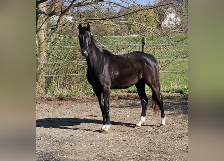 German Sport Horse, Mare, 3 years, 16 hh, Black