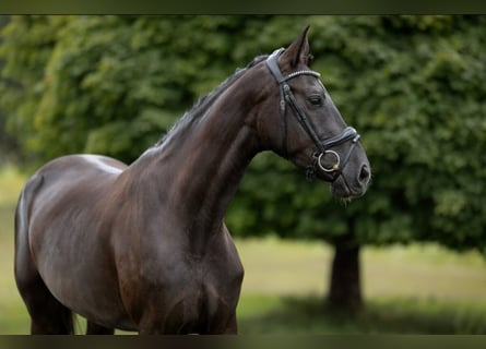 German Sport Horse, Mare, 3 years, 16 hh, Black