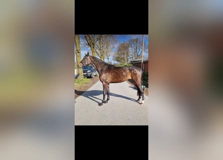 German Sport Horse, Mare, 3 years, 16 hh, Brown