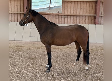 German Sport Horse, Mare, 3 years, 16 hh, Brown