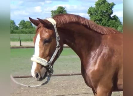 German Sport Horse, Mare, 3 years, 16 hh, Chestnut-Red