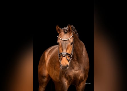 German Sport Horse, Mare, 3 years, 16,1 hh, Bay-Dark