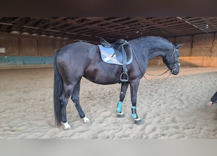 German Sport Horse, Mare, 3 years, 16,1 hh, Black