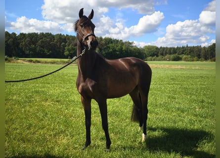 German Sport Horse, Mare, 3 years, 16,1 hh, Brown