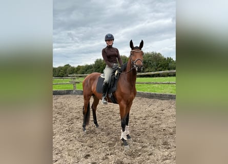 German Sport Horse, Mare, 3 years, 16,1 hh, Brown