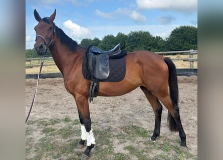 German Sport Horse, Mare, 3 years, 16,1 hh, Brown