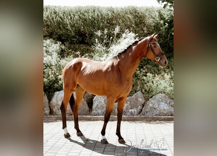 German Sport Horse, Mare, 3 years, 16,1 hh, Brown