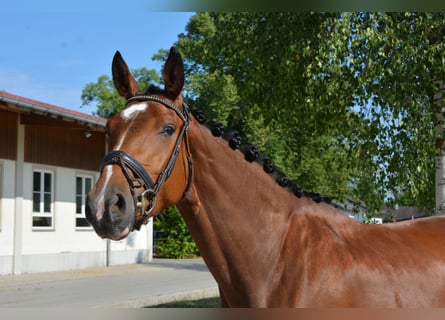 German Sport Horse, Mare, 3 years, 16,1 hh, Brown
