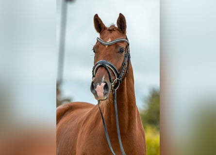 German Sport Horse, Mare, 3 years, 16,1 hh, Chestnut