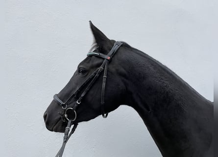 German Sport Horse, Mare, 3 years, 16,1 hh, Smoky-Black