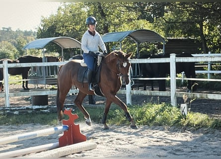 German Sport Horse, Mare, 3 years, 16,2 hh, Chestnut-Red