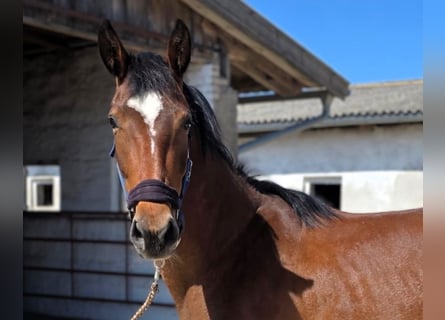 German Sport Horse, Mare, 3 years, Brown