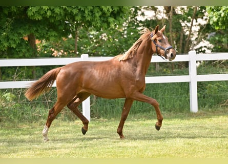 German Sport Horse, Mare, 3 years, Chestnut