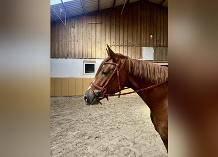 German Sport Horse, Mare, 3 years, Chestnut-Red