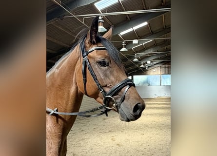 German Sport Horse, Mare, 4 years, 15.2 hh, Brown