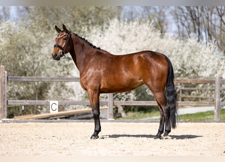 German Sport Horse, Mare, 4 years, 15.2 hh, Brown
