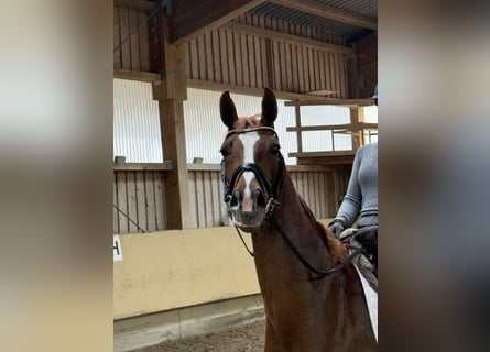 German Sport Horse, Mare, 4 years, 15.2 hh, Chestnut-Red