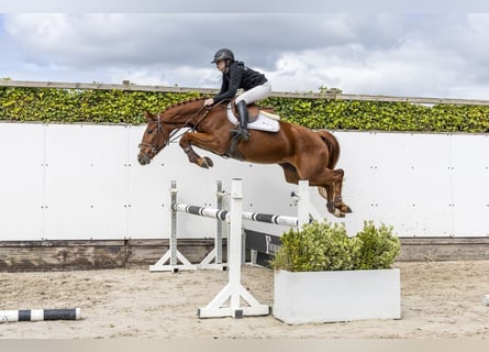 German Sport Horse, Mare, 4 years, 15.2 hh, Chestnut-Red