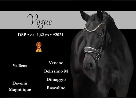 German Sport Horse, Mare, 4 years, 15,3 hh, Bay-Dark