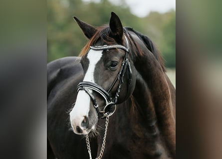 German Sport Horse, Mare, 4 years, 15,3 hh, Black