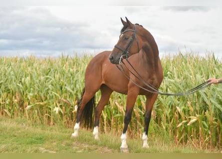 German Sport Horse, Mare, 4 years, 15,3 hh, Brown