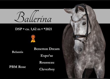 German Sport Horse, Mare, 4 years, 15,3 hh, Grey