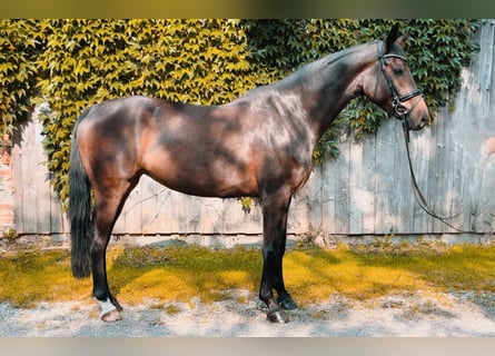 German Sport Horse, Mare, 4 years, 16.1 hh, Bay-Dark