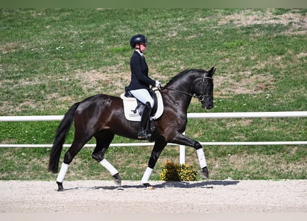 German Sport Horse, Mare, 4 years, 16.1 hh, Black