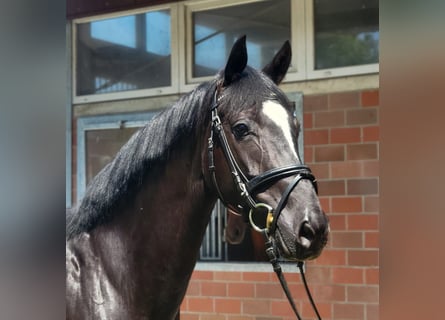 German Sport Horse, Mare, 4 years, 16.1 hh, Black
