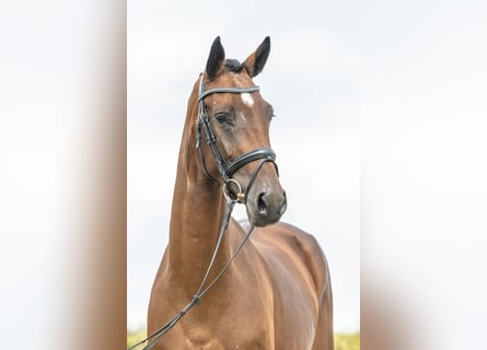 Deutsches Sportpferd, Stute, 4 Jahre, 16,1 hh, Brauner