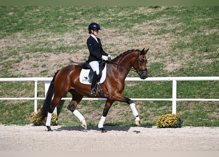 German Sport Horse, Mare, 4 years, 16.1 hh, Brown