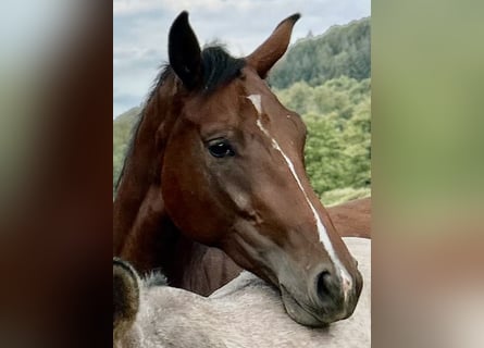 German Sport Horse, Mare, 4 years, 16,1 hh, Brown