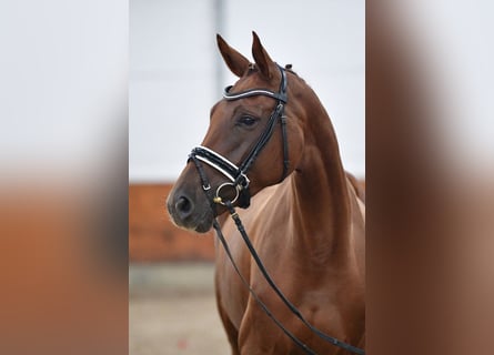 Deutsches Sportpferd, Stute, 4 Jahre, 16,1 hh, Dunkelfuchs