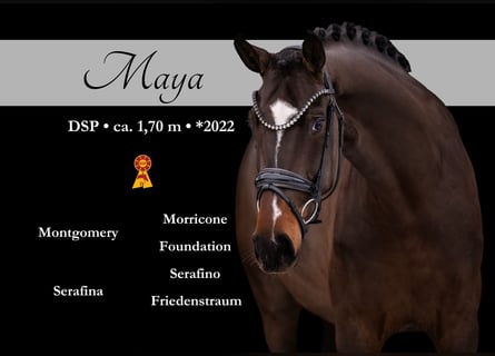 German Sport Horse, Mare, 4 years, 16.2 hh, Bay-Dark