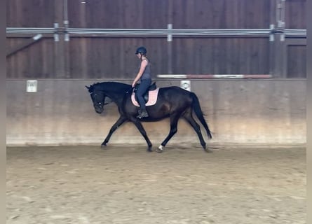 German Sport Horse, Mare, 4 years, 16.2 hh, Bay-Dark