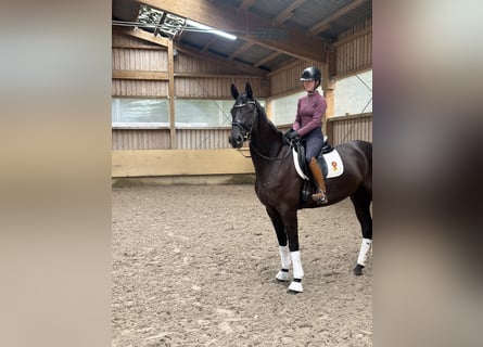 Deutsches Sportpferd, Stute, 4 Jahre, 16,2 hh, Rappe