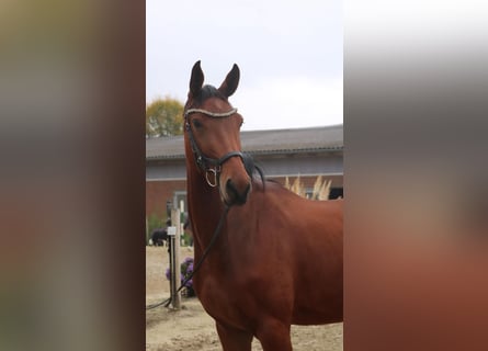 German Sport Horse, Mare, 4 years, 16.2 hh, Brown